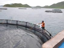 L’élevage responsable de saumons, ça existe !