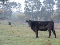 C’est quoi du bœuf Angus ?