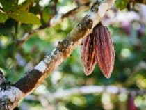 Rencontrez les producteurs du chocolat El Inti au Pérou