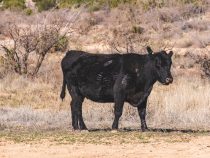 Pourquoi l’angus est-il si populaire ?